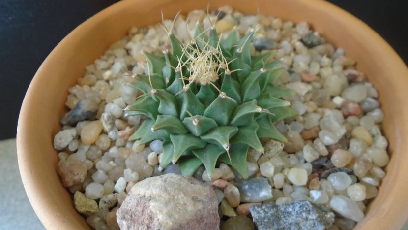 Obregonia denegrii - Cactusi 2020 evolutie vara bis