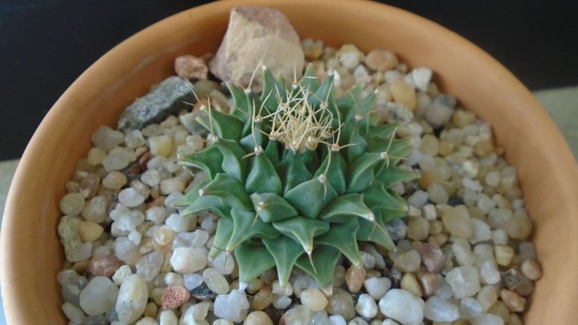 Obregonia denegrii - Cactusi 2020 evolutie vara bis