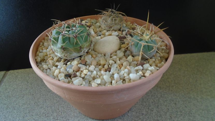 Grup de 3 Gymnocalycium - Cactusi 2020 Gymnocalycium