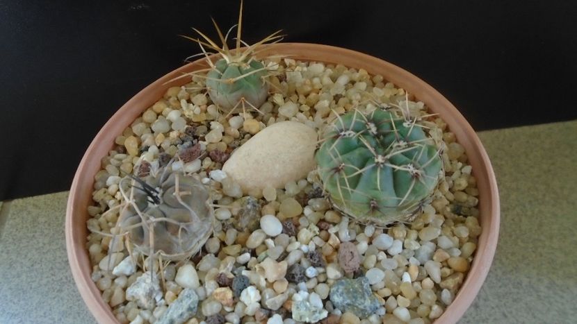 Grup de 3 Gymnocalycium - Cactusi 2020 Gymnocalycium