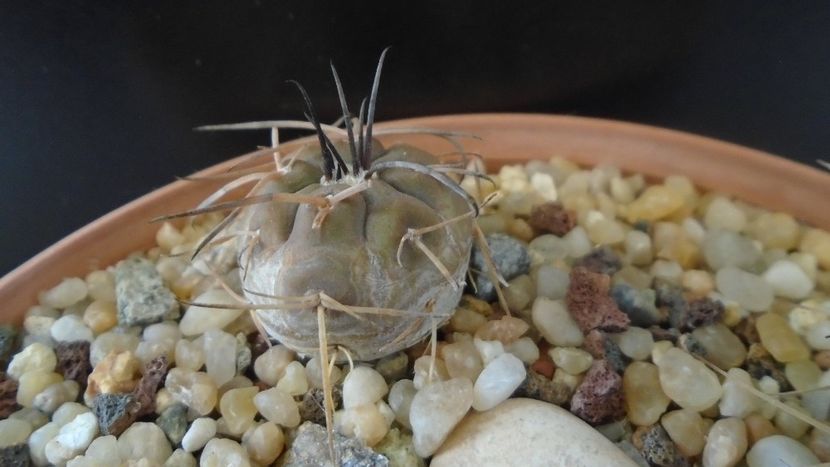 Gymnocalycium spegazzinii ssp. sarkae, KP54, San Felipe, AG. - Cactusi 2020 Gymnocalycium