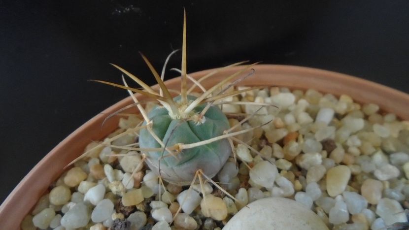 Gymnocalycium spegazzinii ssp. armatum - Cactusi 2020 Gymnocalycium