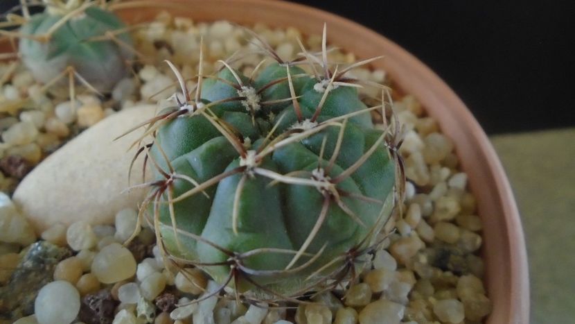 Gymnocacalycium gibbosum - Cactusi 2020 Gymnocalycium