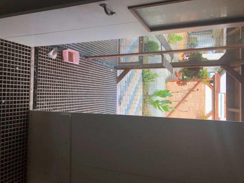 224170BE-8ADC-4BF4-95EA-350E265EB1C4 - Voliera de vinzare