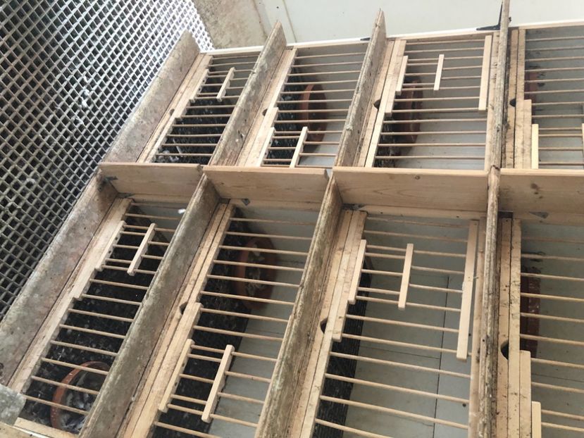 DDA59E1F-4749-4004-B39C-EB02CBD13A47 - Voliera de vinzare