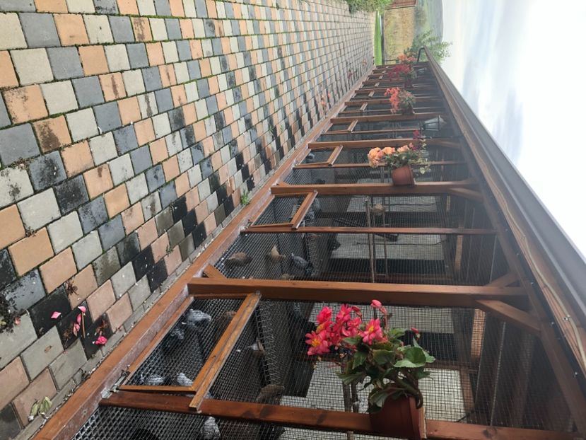 8BF6E83D-9DBA-4185-A634-1C5E5470C4F3 - Voliera de vinzare