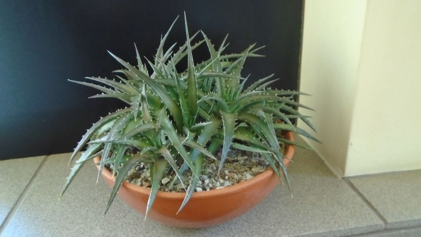 Dyckia - Suculente 2020