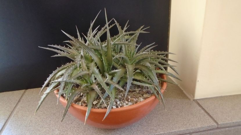 Dyckia - Suculente 2020