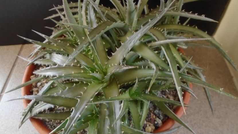 Dyckia - Suculente 2020