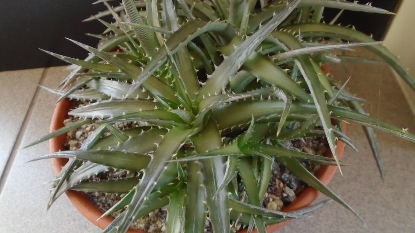 Dyckia - Suculente 2020