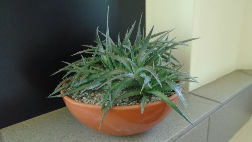 Dyckia - Suculente 2020
