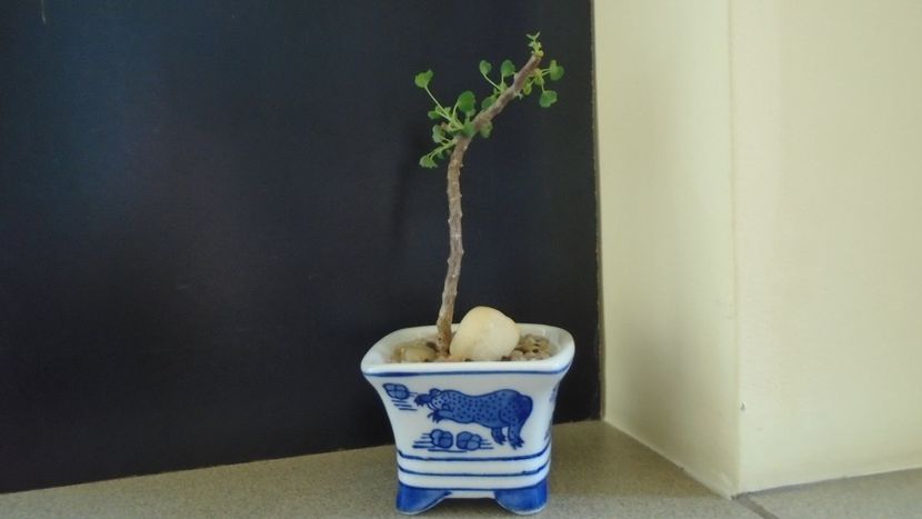 Sarcocaulon vanderietiae (Monsonia vanderietiae) - Suculente 2020