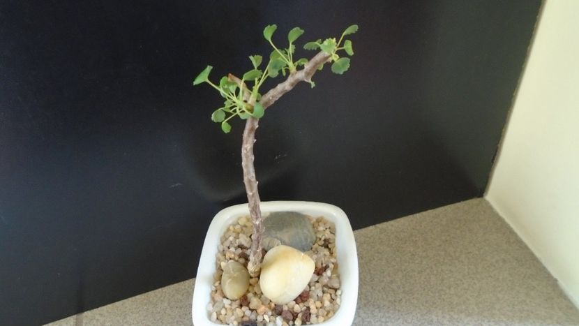 Sarcocaulon vanderietiae (Monsonia vanderietiae) - Suculente 2020