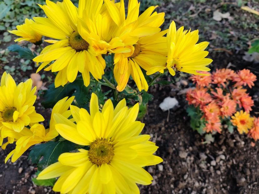 Pemba yellow - Tufănici și crizanteme