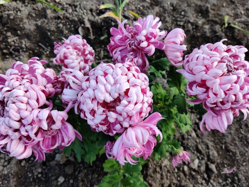  - Crizanteme si tufanici