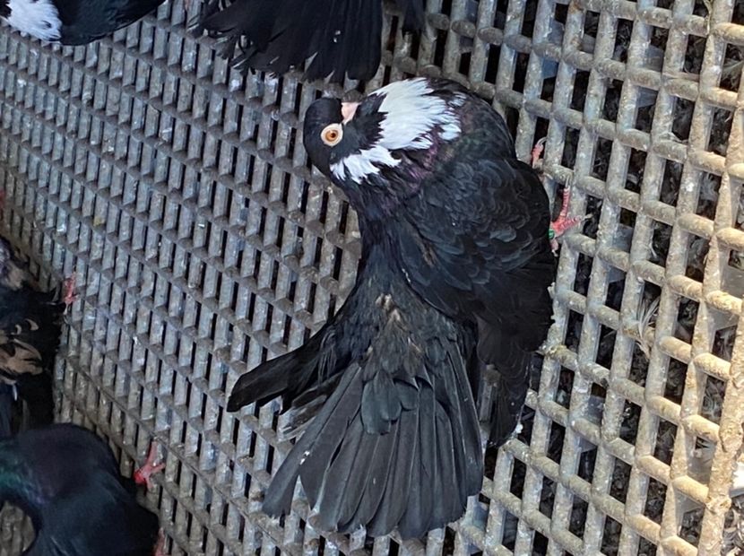 883C918B-E423-4FDE-A061-D743983A8CBA - Negri turci