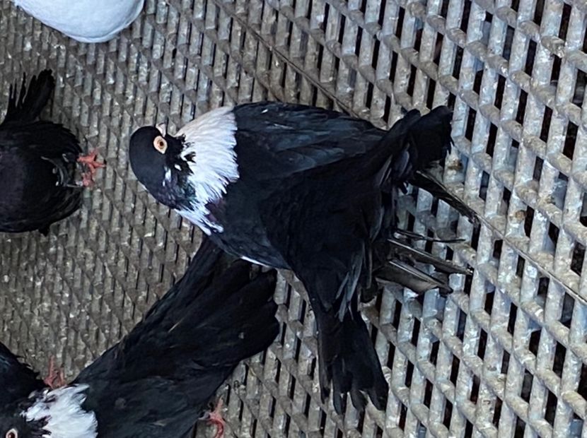 AE81C0B6-D586-407C-8735-4D631000DFA7 - Negri turci