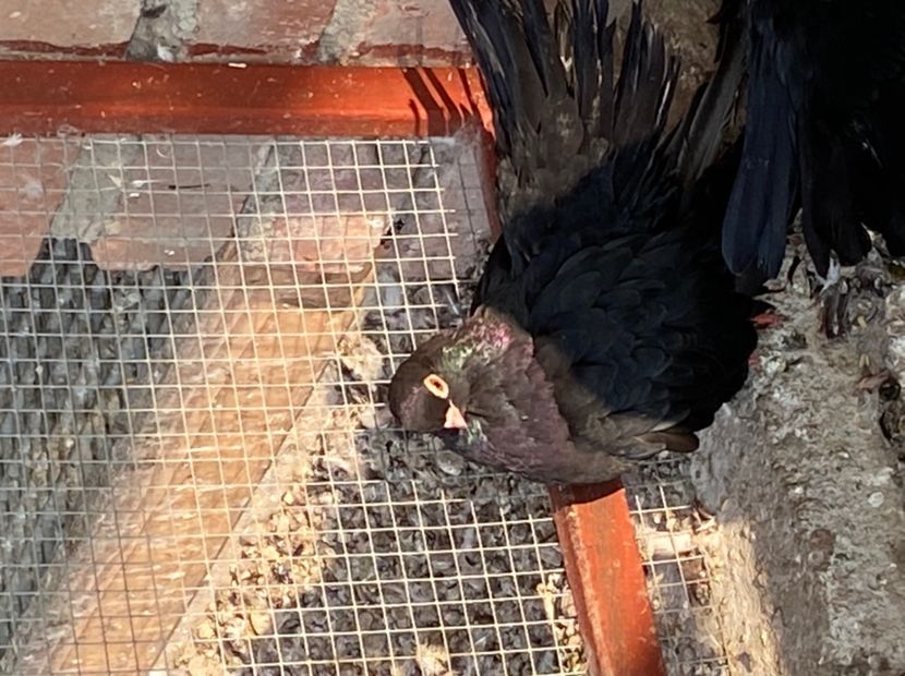 BD4D5503-F4E8-45EE-9979-7D32EB3B3B49 - Negri turci