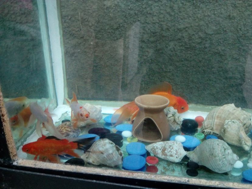  - pești in acvariu