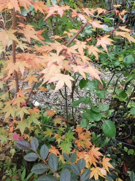  - Grădina 2020 continuare 2