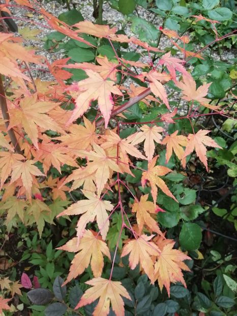  - Grădina 2020 continuare 2