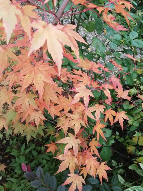  - Grădina 2020 continuare 2