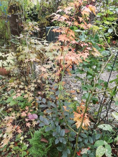  - Grădina 2020 continuare 2