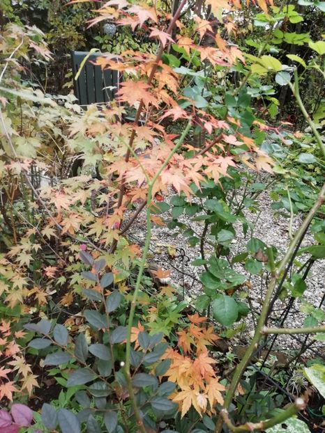  - Grădina 2020 continuare 2