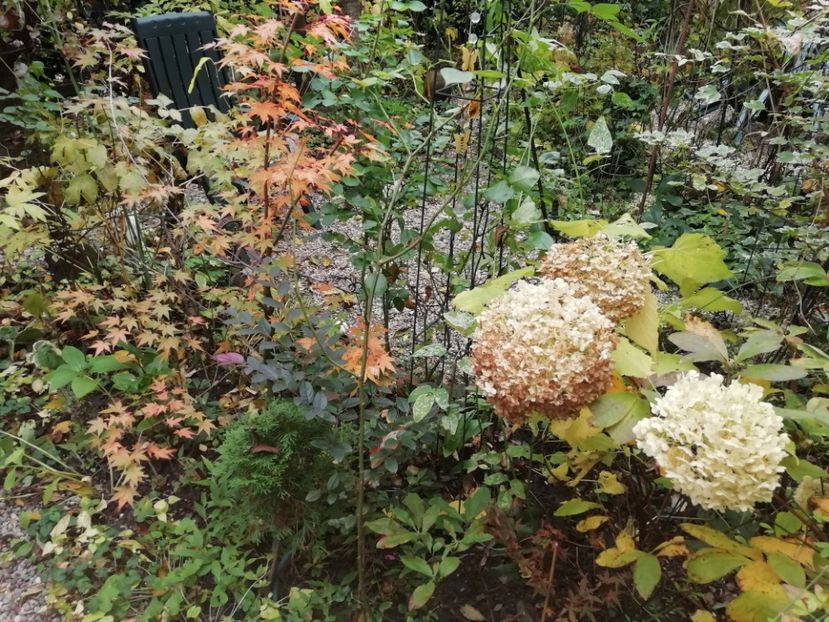  - Grădina 2020 continuare 2