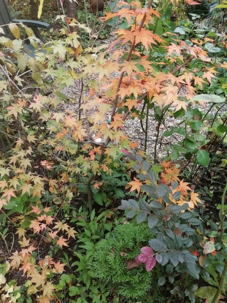  - Grădina 2020 continuare 2