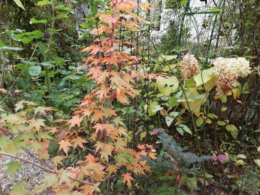  - Grădina 2020 continuare 2