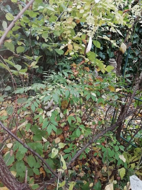 Euonymus alatus compactus, încă niciun pic de culoare - Grădina 2020 continuare 2