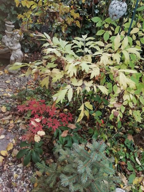 Acer Atropurpureum - Grădina 2020 continuare 2