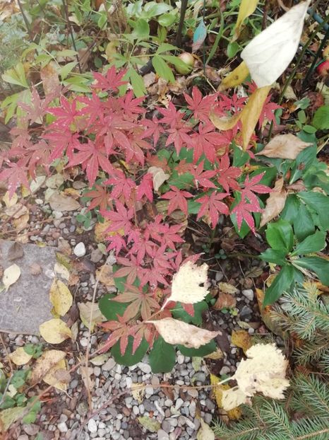  - Grădina 2020 continuare 2