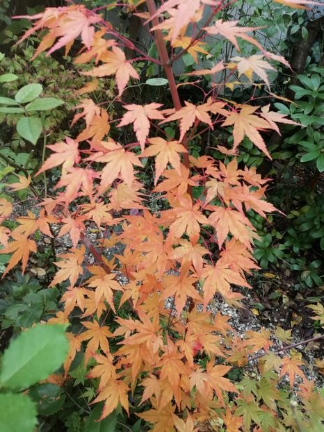 Acer Asahi Zuru - Grădina 2020 continuare 2