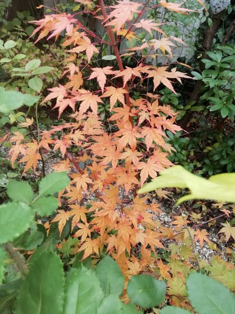  - Grădina 2020 continuare 2