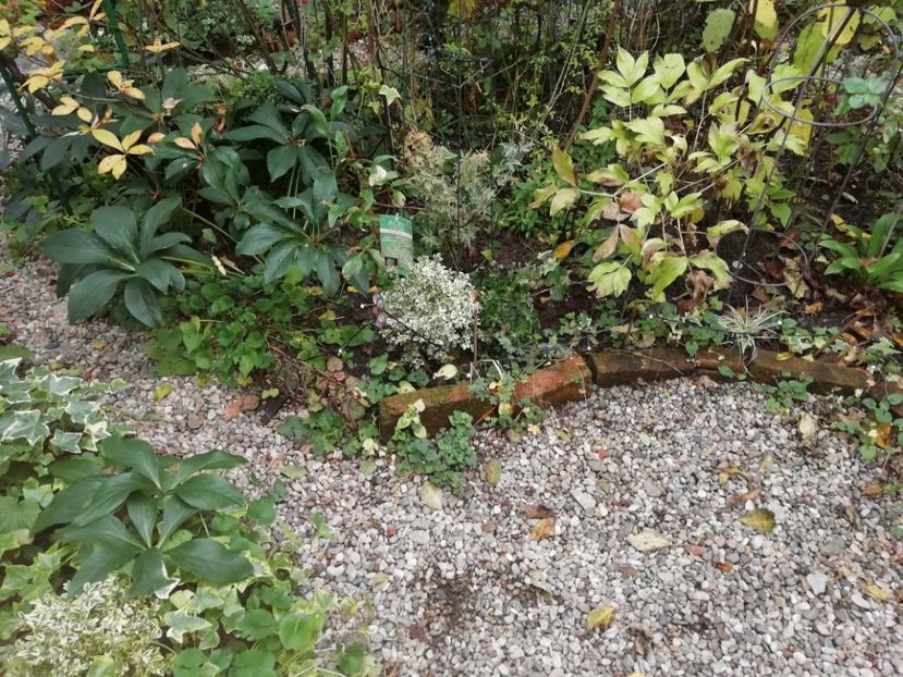  - Grădina 2020 continuare 2