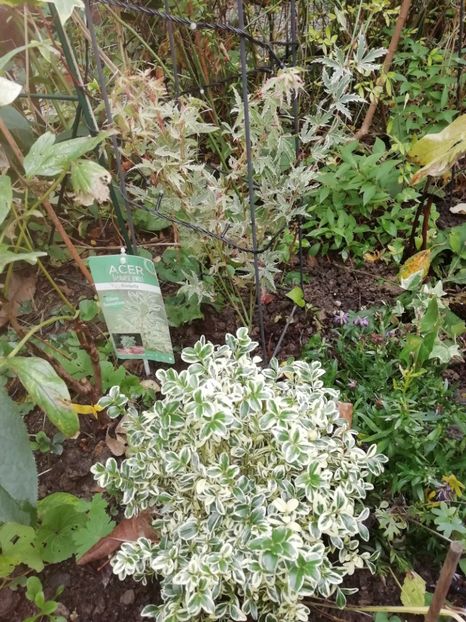  - Grădina 2020 continuare 2