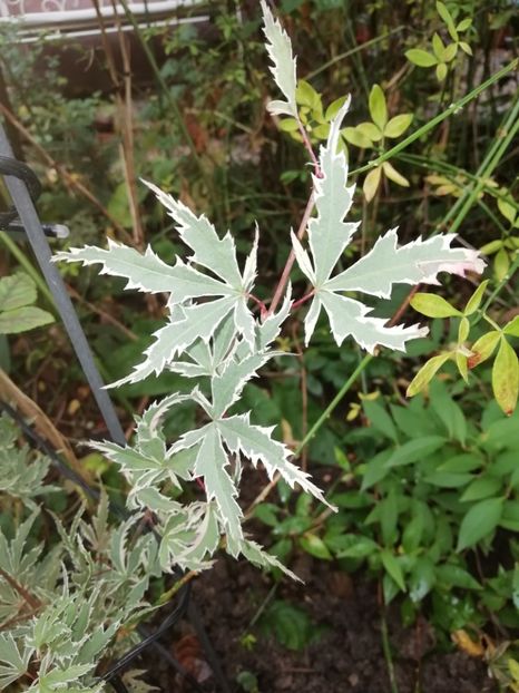 Acer Butterfly - Grădina 2020 continuare 2