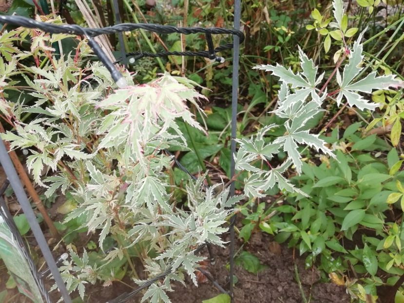  - Grădina 2020 continuare 2