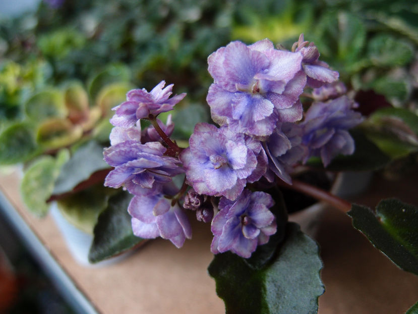 Persian Lace - a a Ghiceste varietatea 2020