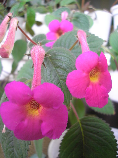 Harry Williams - ACHIMENES