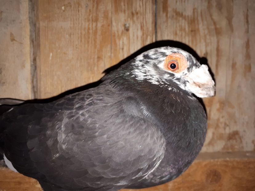 M vîndut - J2 _ tineret 2020