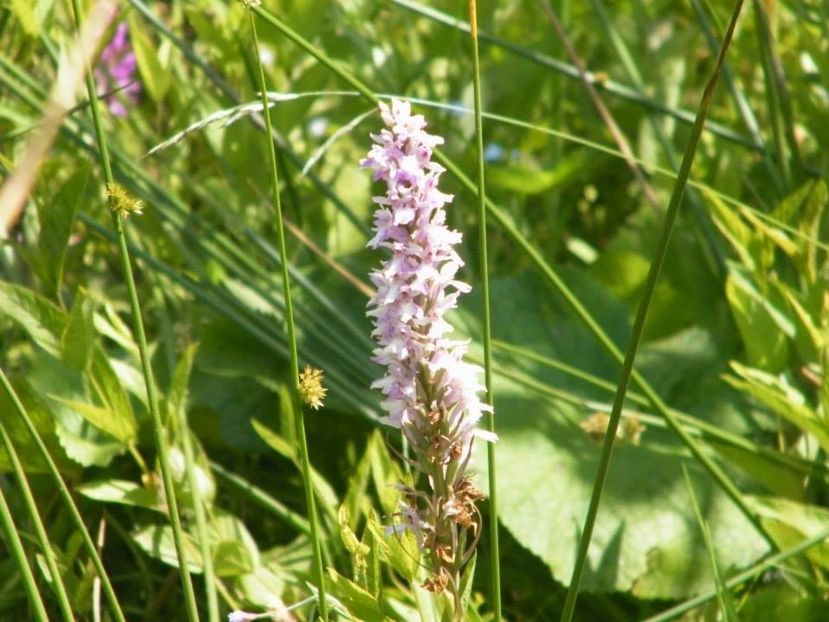 Poroinic- dactyloriza maculata - Orhidee salbatice la 1300 m alt