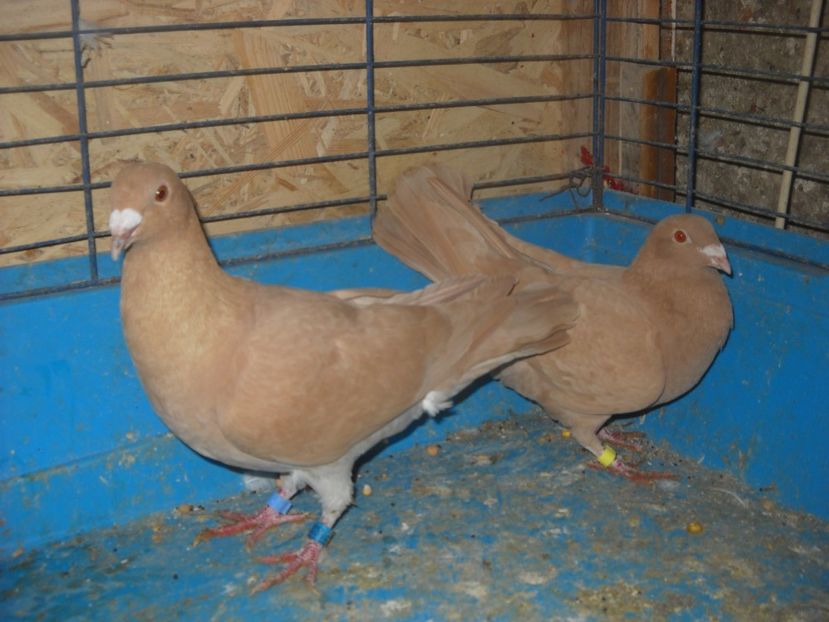  - PORUMBEI VANDUTI 2