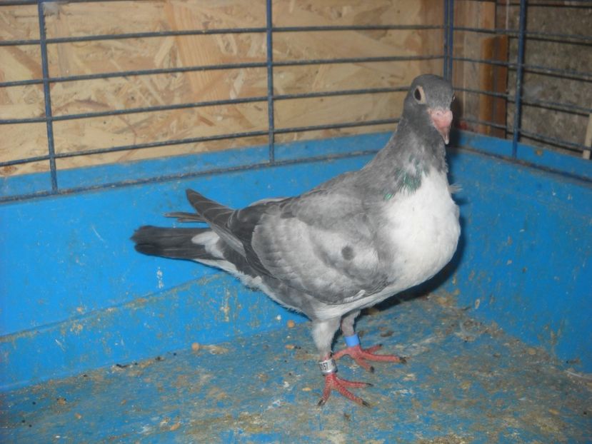  - PORUMBEI VANDUTI 2