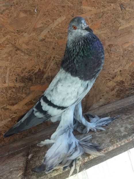  - De vânzare Gusati de Pomerania