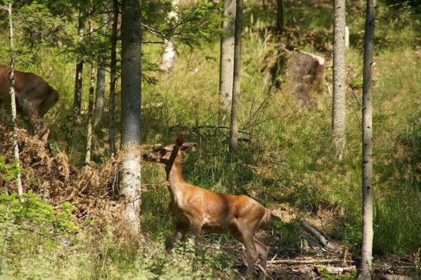 Caprioare blande - Izolare deplina in salbaticia muntelui