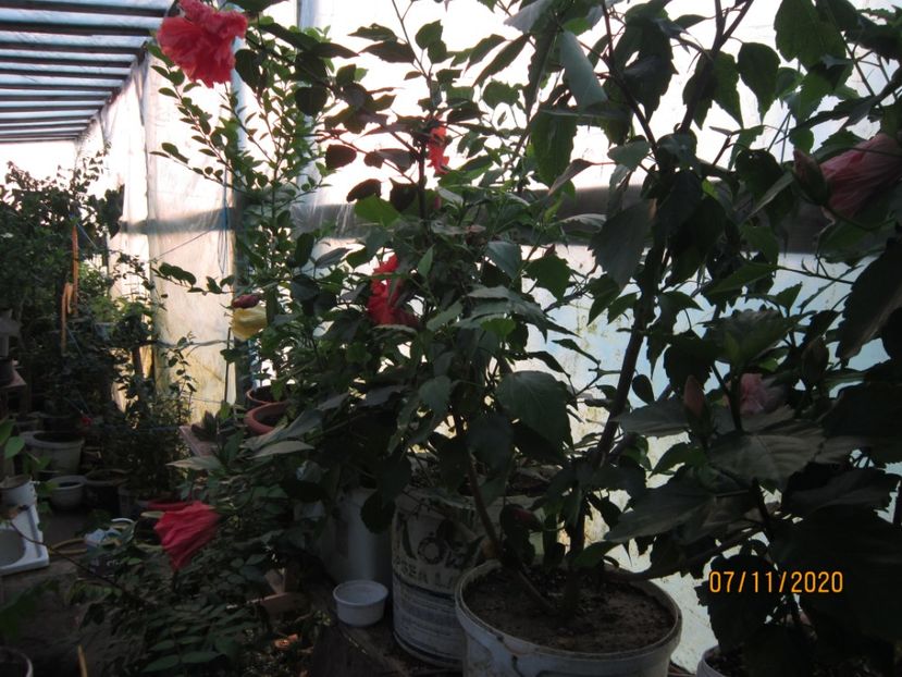Trandafiri chinezești - Plante noiembrie - decembrie 2020