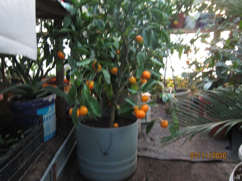 Mandarin satsuma - Plante noiembrie - decembrie 2020